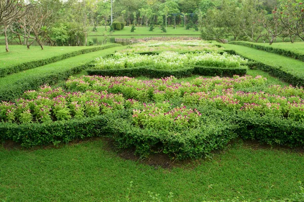 Patrón Estilo Jardín Formal Inglés Fukien Cortado Alrededor Flor Púrpura — Foto de Stock