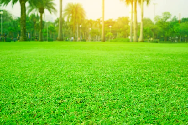 Frischer Grüner Rasen Park Palmen Hintergrund Morgen — Stockfoto