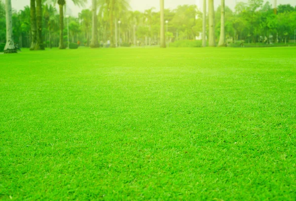 Parkta Taze Yeşil Çimenler Arka Planda Palmiye Ağaçları — Stok fotoğraf