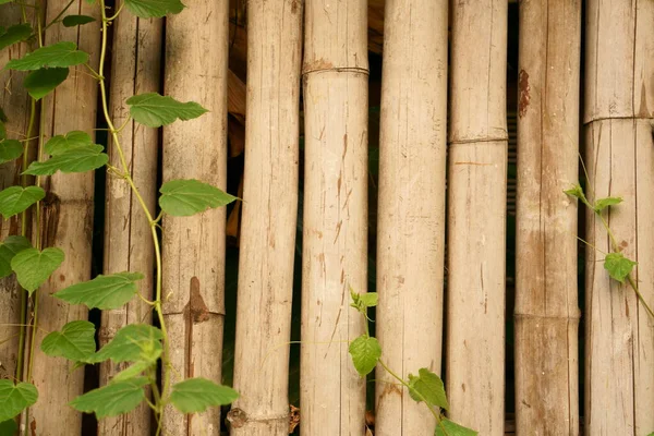 Een Groen Laat Klimmer Droge Grijze Bamboe Takje Muur Achtergronden — Stockfoto