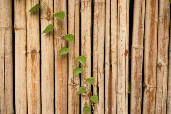 Bir Yeşillik Yaprakları Tırmanıcı Kuru Gri Bambu Dal Duvar Arka — Stok fotoğraf