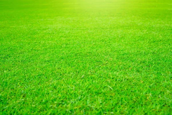 Glatter Grüner Rasen Aus Teppichgras Unter Sonnenlicht — Stockfoto
