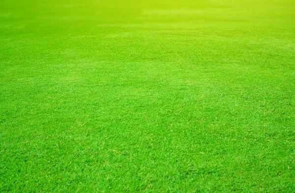 Frischer Grüner Rasen Aus Glattem Gras Unter Sonnenlicht — Stockfoto