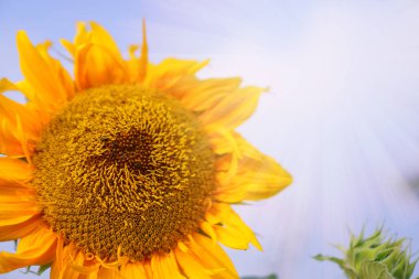 Güneşli arka planda açan ayçiçeği, yakın plan fotoğrafı