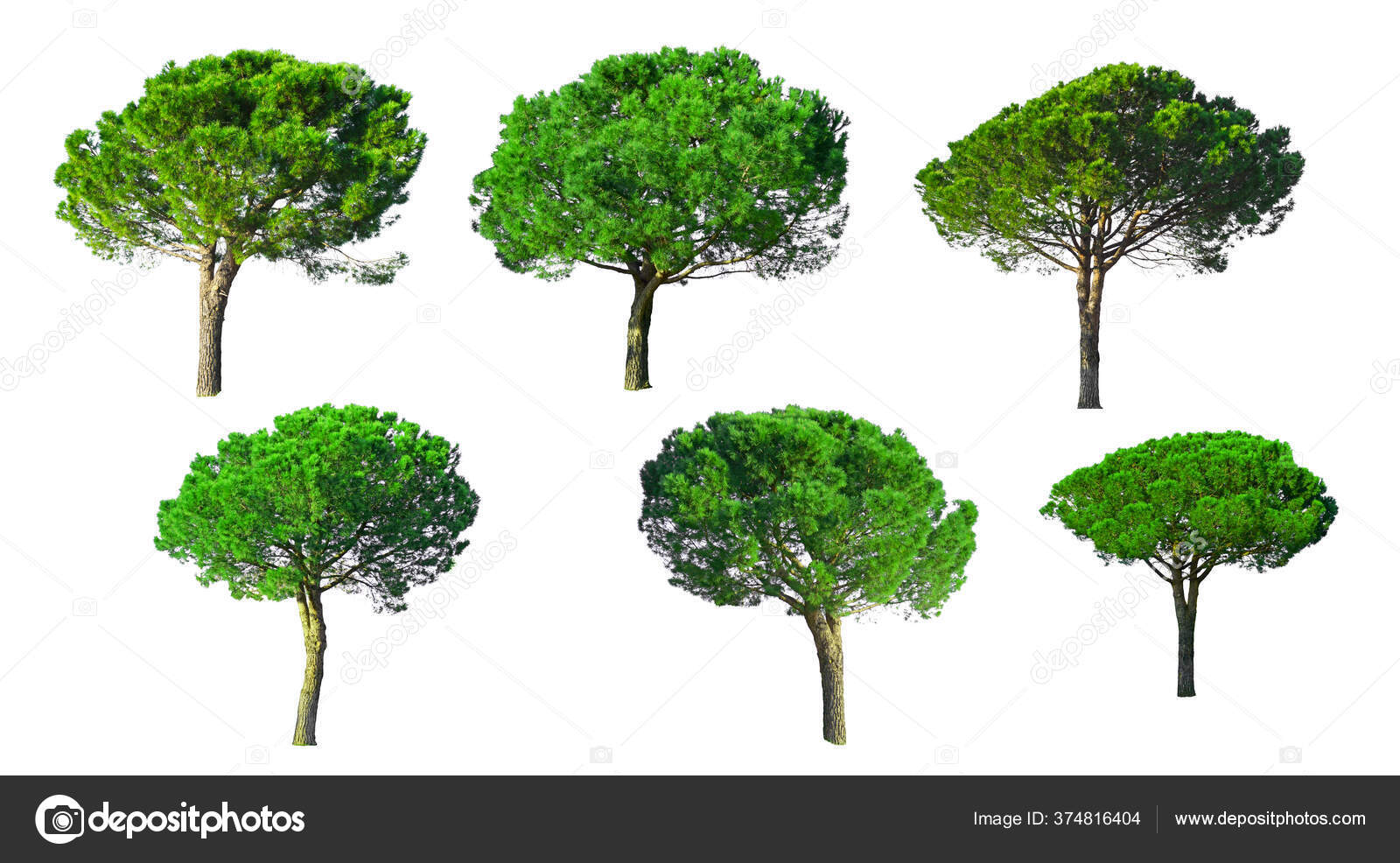 이탈리아 소나무로 알려진 식물성 피너스 Pinus Pinea 의나무 배경에 고립된 — 스톡 사진 © aimful #374816404, image size:1600x986