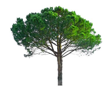 Taş Çam ağacı, kesme yolları olan beyaz arka planda izole edilmiş İtalyan taş çamı, botanik adı Pinus çam ağacı, şemsiye şeklindeki ağaç dikeni olarak bilinir.                              