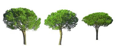 Taş Çam ağacı koleksiyonu beyaz arka planda izole edilmiş, kesme yolları olan, İtalyan taş çamı olarak bilinen, botanik adı Pinus çam ağacı, şemsiye şekli ağaçlar dicut  
