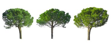 Taş Çam ağacı koleksiyonu beyaz arka planda izole edilmiş, kesme yolları olan, İtalyan taş çamı olarak bilinen, botanik adı Pinus çam ağacı, şemsiye şekli ağaçlar dicut 