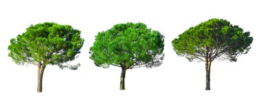 Taş Çam ağacı koleksiyonu beyaz arka planda izole edilmiş, kesme yolları olan, İtalyan taş çamı olarak bilinen, botanik adı Pinus çam ağacı, şemsiye şekli ağaçlar dicut 