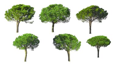 Taş Çam ağacı koleksiyonu beyaz arka planda izole edilmiş, kesme yolları olan, İtalyan taş çamı olarak bilinen, botanik adı Pinus çam ağacı, şemsiye şekli ağaç diki. 