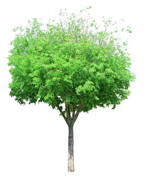 独立的单棵树 常绿叶梗 白色背景 有剪枝路径 — 图库照片