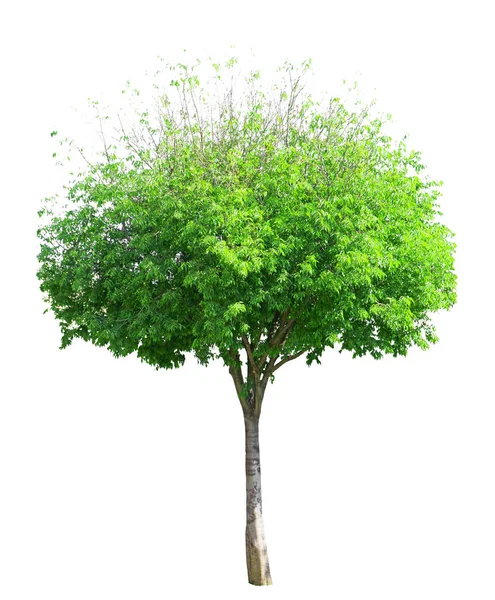 独立的单株乔木 常绿叶梗 白色背景 有剪枝路径 — 图库照片