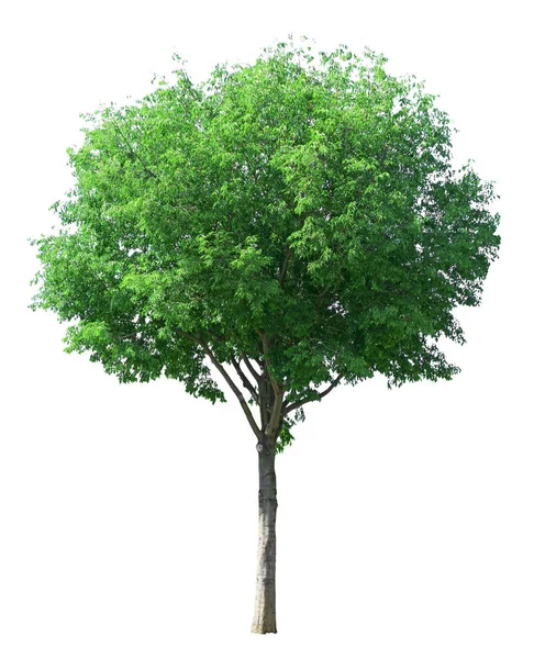 単一の木は孤立し 常緑の葉はクリッピングパスで白い背景に切断します — ストック写真