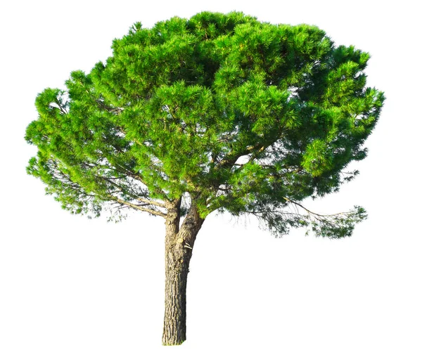 Stone Pine Umbrella Form Tree Isolated Dicut White Background Clipping — Stock Photo, Image