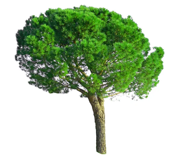 Ett Stentall Känd Som Italiensk Stentall Botaniskt Namn Pinus Pinea — Stockfoto