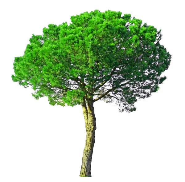 Stenen Dennenboom Bekend Als Italiaanse Stenige Dennen Botanische Naam Pinus — Stockfoto