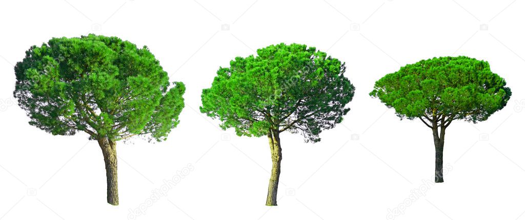 Set of Stone Pine trees collection isolated on white background with clipping paths , known as Italian stone pine, botanical name Pinus pinea, umbrella shape trees dicut  