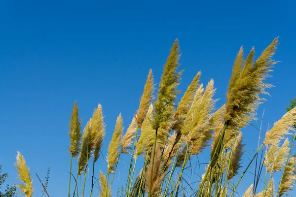 青い空の下で風によってパンパス草の花の打撃の束 この植物は植物名でCortaderia Selloanaとして知られています — ストック写真