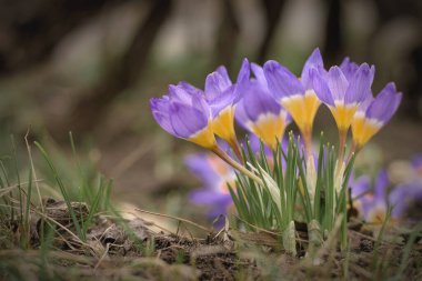 Bahar çiçekleri Bokeh 'te timsahlar