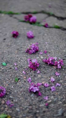 İlkbaharda kaldırıma saçılmış leylak yaprakları.