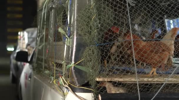 Εκτροφή πουλερικών πτηνοτροφίας. Φυλακισμένο κοτόπουλο σε ένα βαγόνι. — Αρχείο Βίντεο