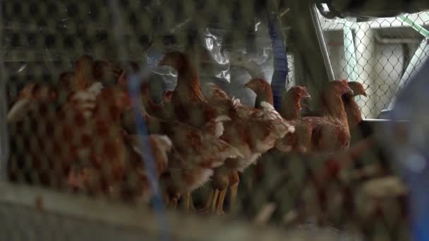 Εκτροφή πουλερικών πτηνοτροφίας. Φυλακισμένο κοτόπουλο σε μπλε βαγόνι — Αρχείο Βίντεο