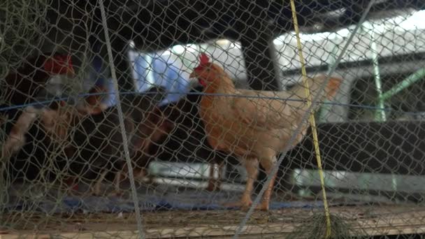 Fjäderfäuppfödning. Kyckling i bur i en vagn — Stockvideo