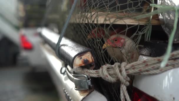 Εκτροφή πουλερικών πτηνοτροφίας. Μεταφορά κοτόπουλων — Αρχείο Βίντεο