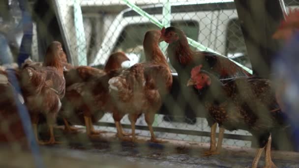 Pluimveehouderij productie. gekooide kip in een wagen — Stockvideo