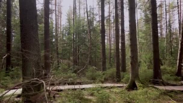 Menino monta uma bicicleta em uma trilha ecológica na floresta — Vídeo de Stock