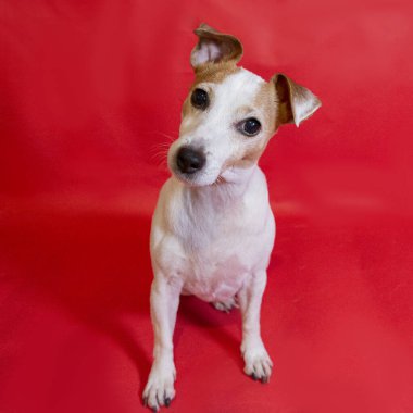 Stüdyodaki evcil köpek şirin bir kırmızı renkle karşı karşıya