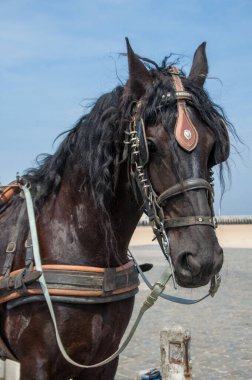 Cheval Harnais hastalıkları