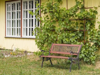 Üzüm bitkileri, kuzey Avrupa ülkelerindeki ev bahçelerinde dekoratif unsurlar olarak kullanılıyor. Koyu kahverengi ahşap tabanda sarı tahta duvarda tırmanma tesisleri. Demir ve ahşap bahçe tezgahı.