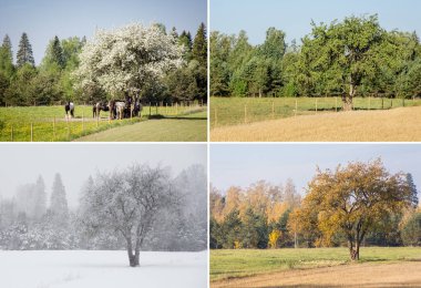 Dört mevsimlik güzel bir kolaj. Tarladaki bir elma ağacının farklı resimleri. Aynı nokta, aynı yer. Beyaz bahar çiçekleri, yeşil parlak yaz günü, sarı sonbahar yaprakları, kışın kar fırtınası.. 