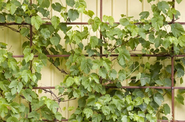 Druivenplanten Als Decoratieve Elementen Moestuin Noord Europese Landen Klimplanten Donkerbruine — Stockfoto