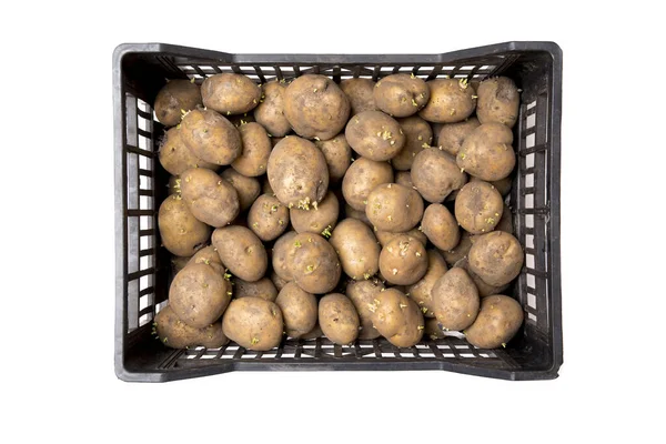 Caixa Preta Cheia Batatas Semente Brotadas Espera Plantação Primavera Isolado — Fotografia de Stock