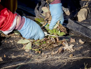 Close up view of gardener cutting away old dry brown winter time strawberry leaves to make room for new ones in the spring. clipart