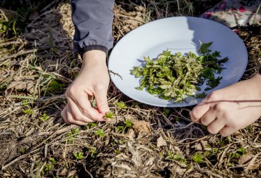 Kuzey Avrupa 'da bahar aylarında yiyecek için taze gutweed yaprakları toplayan kişi. Aegopodyum podagraria genellikle yaşlı olarak bilinir, ot gerard, piskopos otu, gut otu.