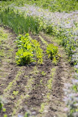 Küçük organik bahçe, çeşitli yenilebilir bitkiler yazın açık havada, karanlık ve bereketli topraklarda sıra sıra yetişiyor..