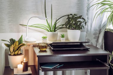 Gri cinsiyetli nötr ev ofisi. Sakinleştirici yeşil saksı bitkileri yetişiyor. Yeşil sağlıklı sakin yaşam tarzı konsepti.