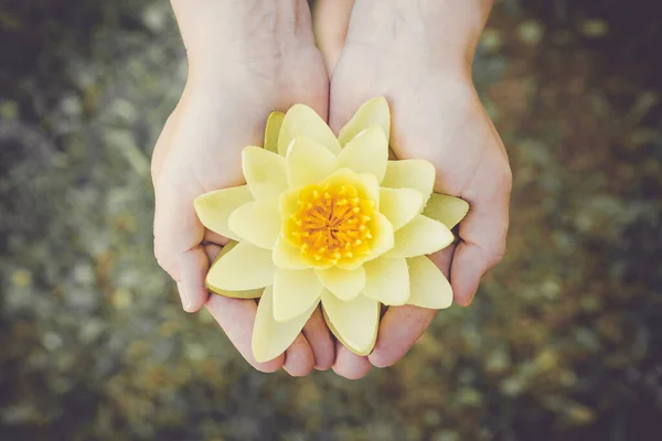 Woman hands palms hold tenderly large picked yellow water lily blossom. Nymphaea alba, also known as the European water lily, water rose or nenuphar. Inner peace concept.