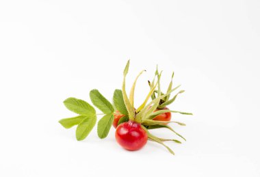 Gül kalçası ya da gül haw ve gül hepatiti olarak da adlandırılan gül çiçeği, beyaz arka planda izole edilmiş gül bitkisinin meyve aksesuarıdır..