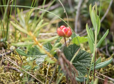 Çiğ, yenilebilir tatlı bulut üzümü (Rubus chamaemorus) yazın bataklıkta yetişir, henüz olgunlaşmamıştır. Kuzey Yarımküre 'de doğal olarak meydana geliyor..