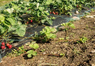 Bahçedeki eski tarlanın yanında yeni çilek bitkileri yetişiyor. Koşucular, kök salmaları veya kesilip yeni bir yere yerleştirilmeleri için onları cesaretlendirmek amacıyla saptanabilir.. 