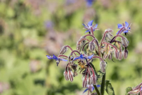 Borage Blue Flower Plant Produces Lot Honey Honeybee Borage Blossom — Stock Photo, Image