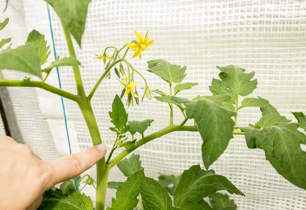 Close Woman Hand Point Out Excessive Shoot Grow Tomato Plant — Stock Photo, Image