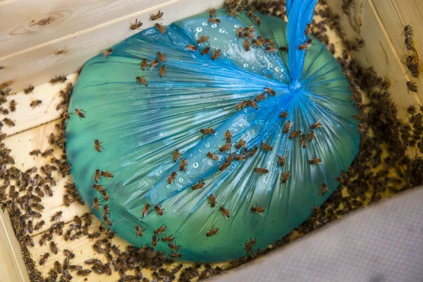 Preparing Bees Winter Feeding Bees Home Made Sugar Syrup Autumn — Stock Photo, Image