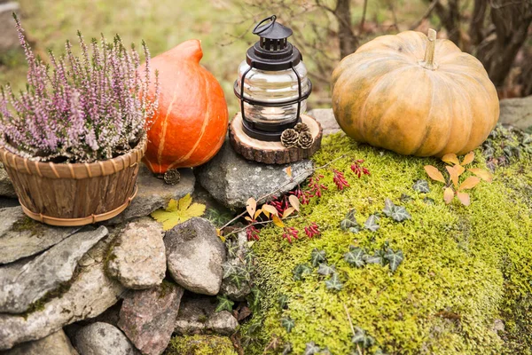 Seasonal home garden autumn decoration with heather flower in pine bark flower pot, pumpkins and lantern with candle illuminated.