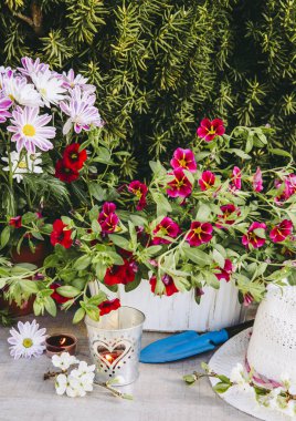 Bir sürü farklı pembe çiçek saksılarda ve ahşap masa üzerinde farklı bahçe aletleri, kahverengi tahta arka planda. Bahçe konseptinde yaz zamanı. Güneş merceği aydınlatma efekti.