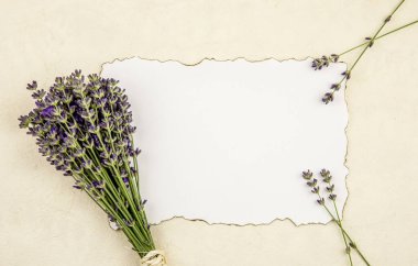 Yanmış kenarları ve bej arka planda taze lavanta dalları ile çevrili beyaz boş kağıt sayfa üst görünümü. Romantik klasik arka plan konsepti.